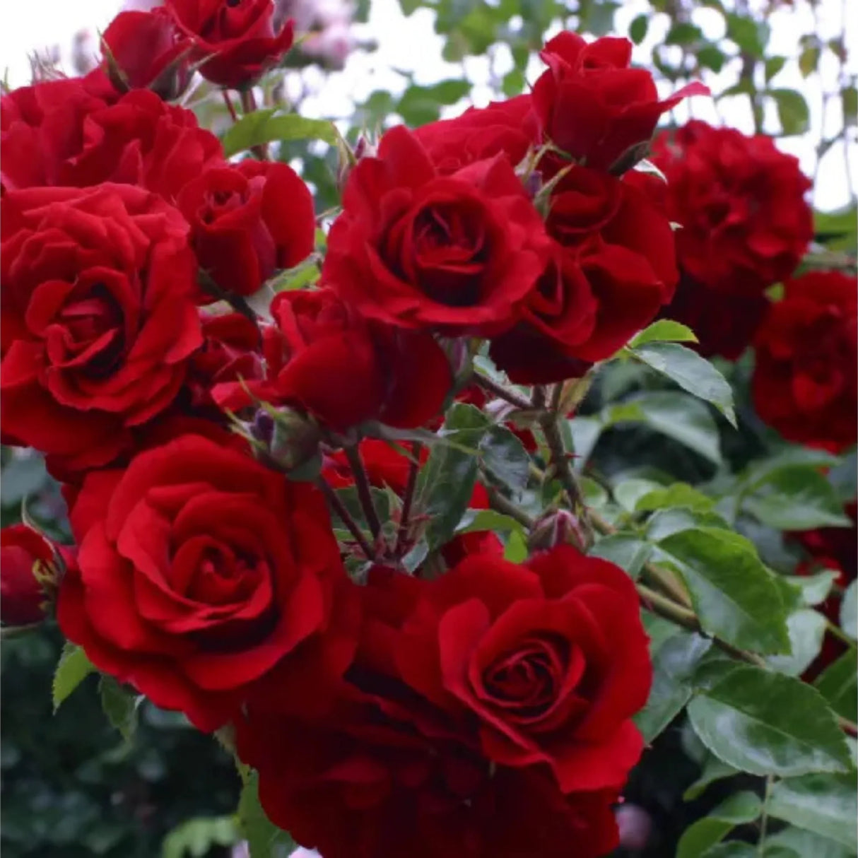 trandafiri cataratori1673