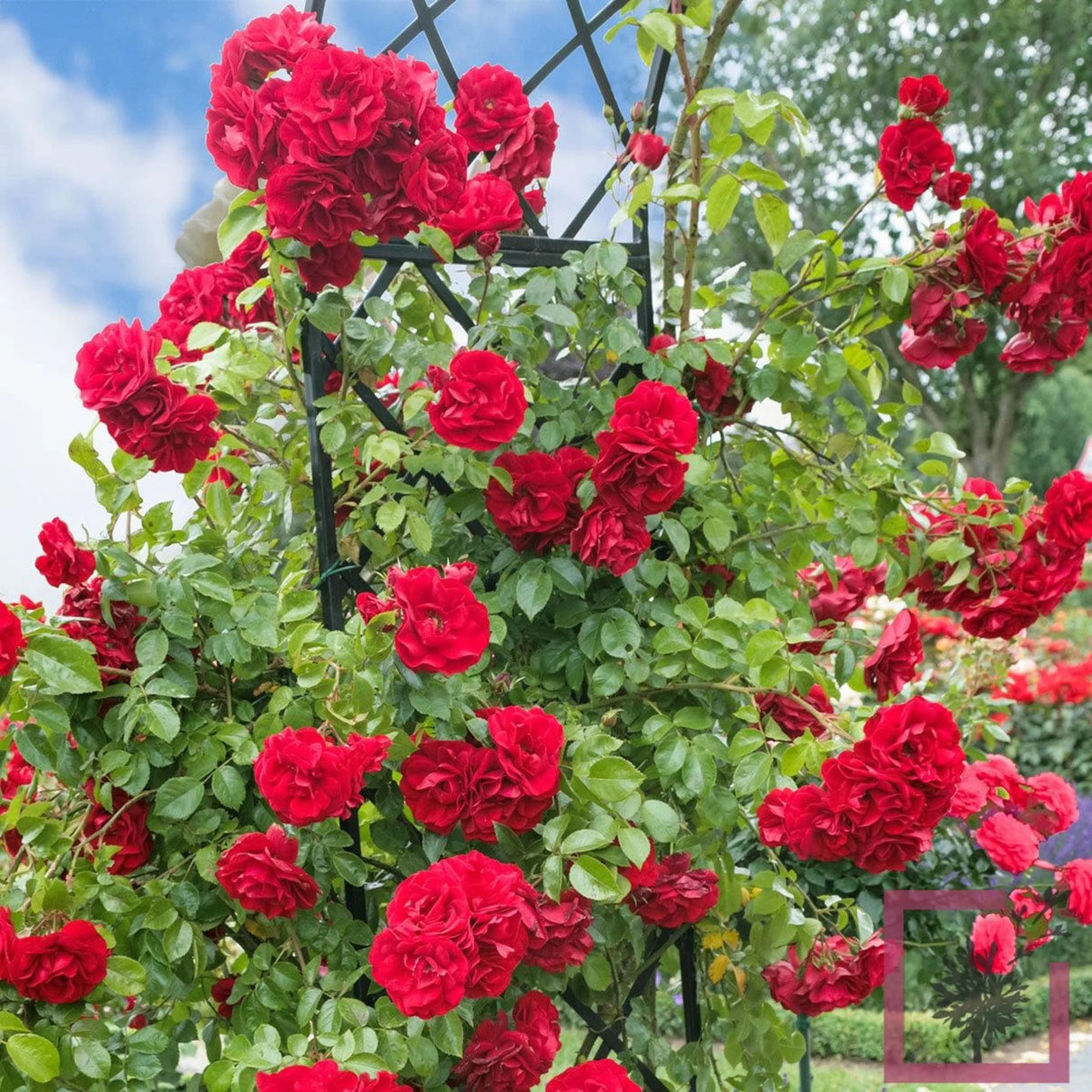 trandafiri cataratori1676