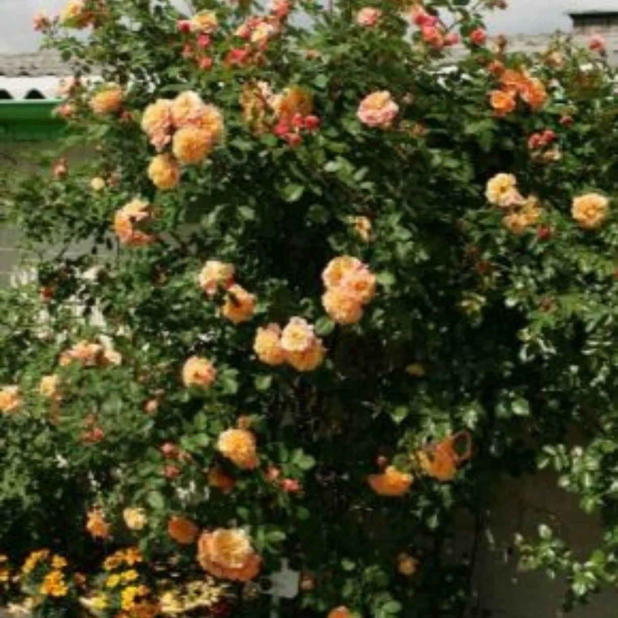 trandafiri cataratori1681