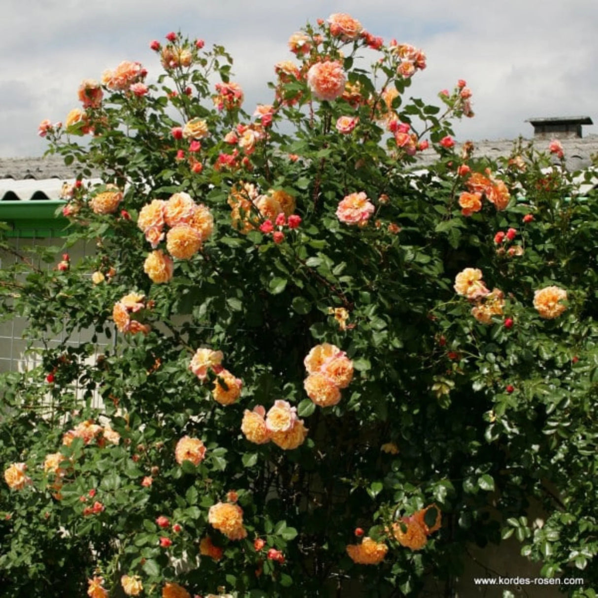 trandafiri cataratori1682