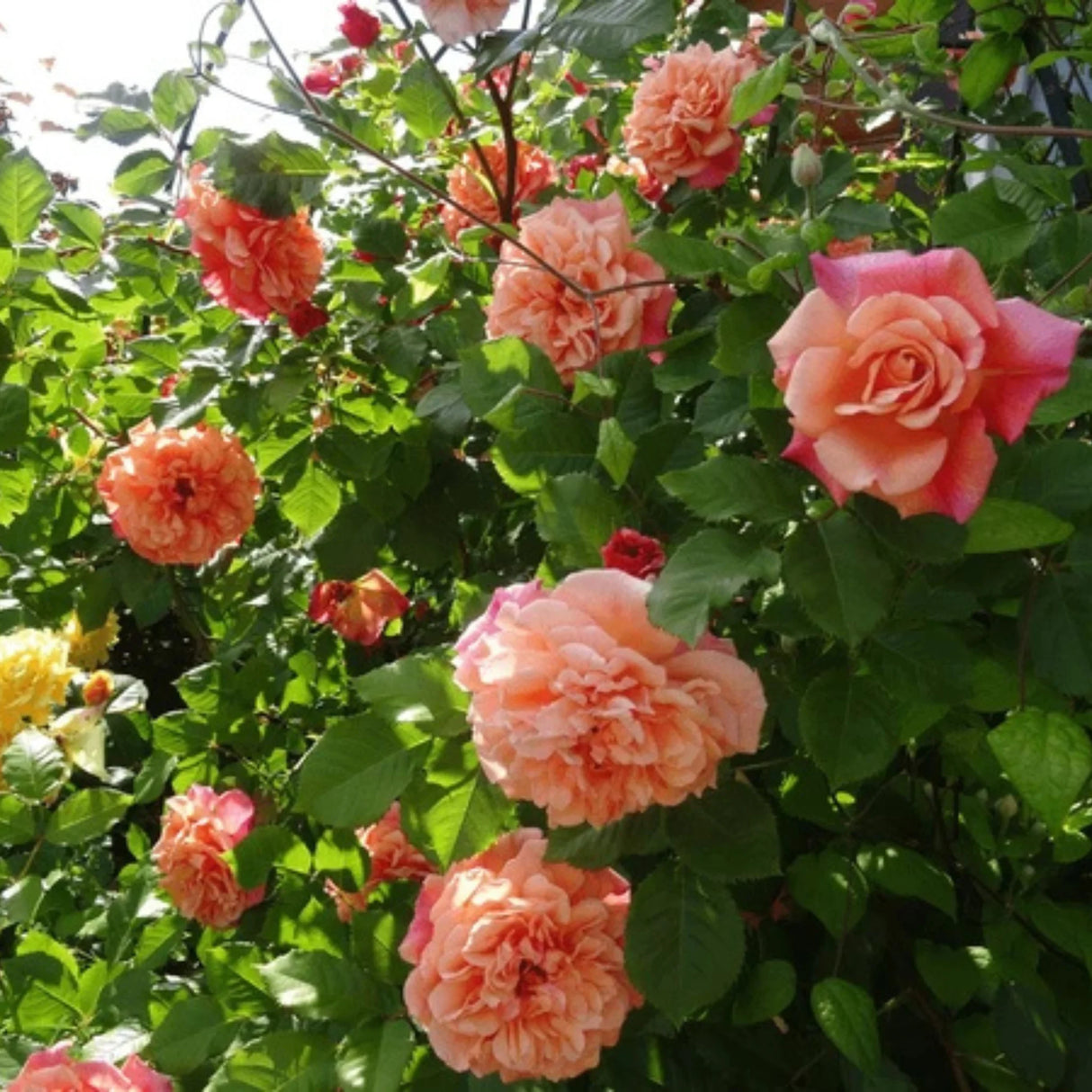 trandafiri cataratori1683