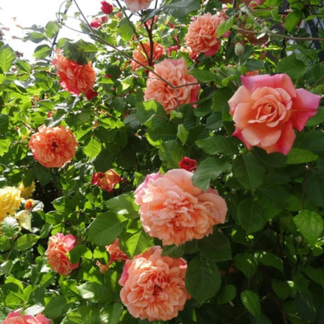 trandafiri cataratori1683