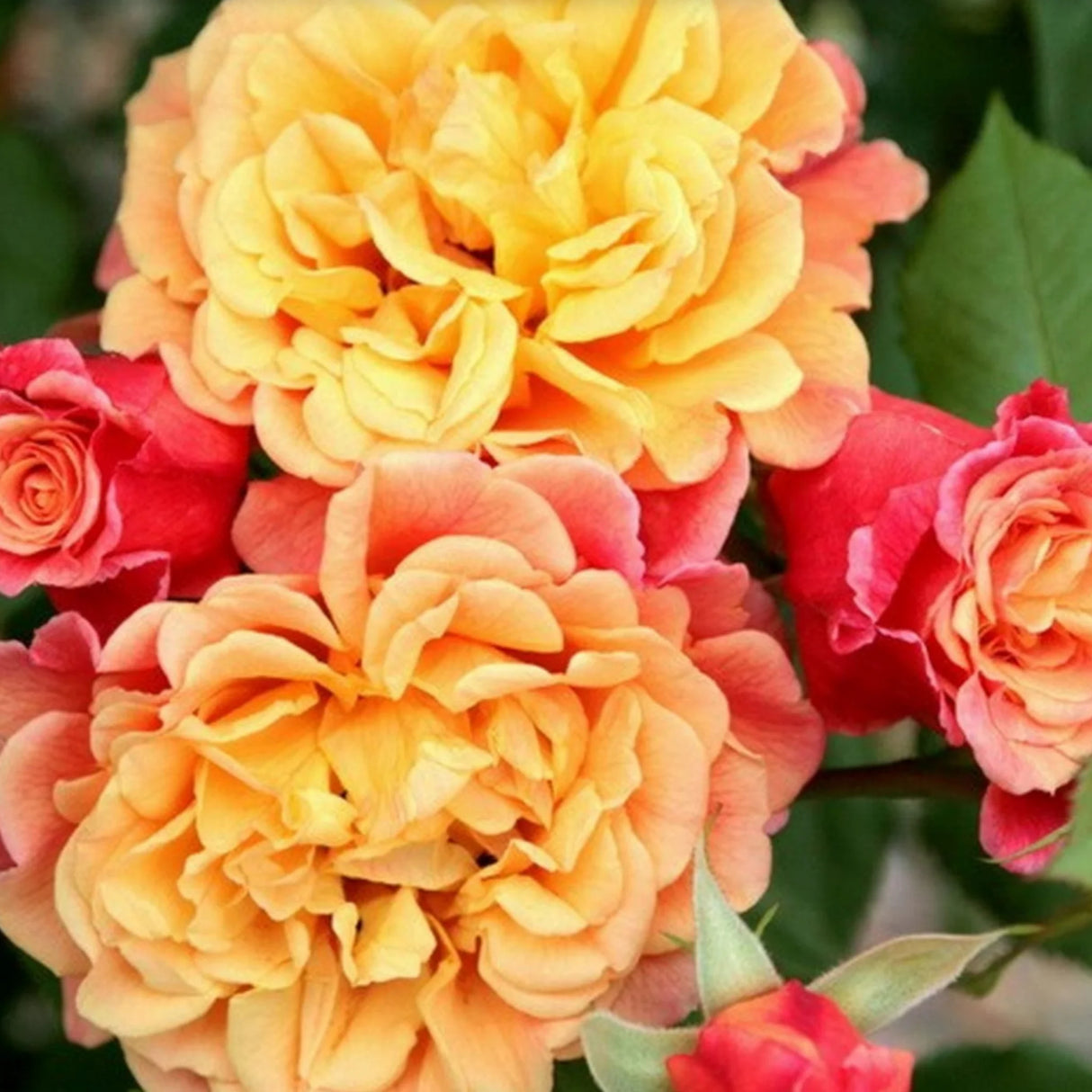 trandafiri cataratori1684