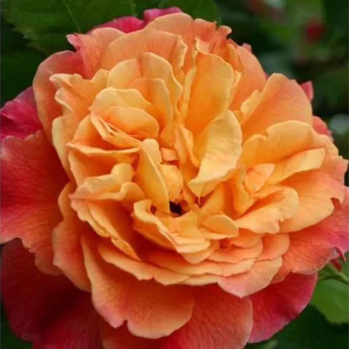 trandafiri cataratori1685