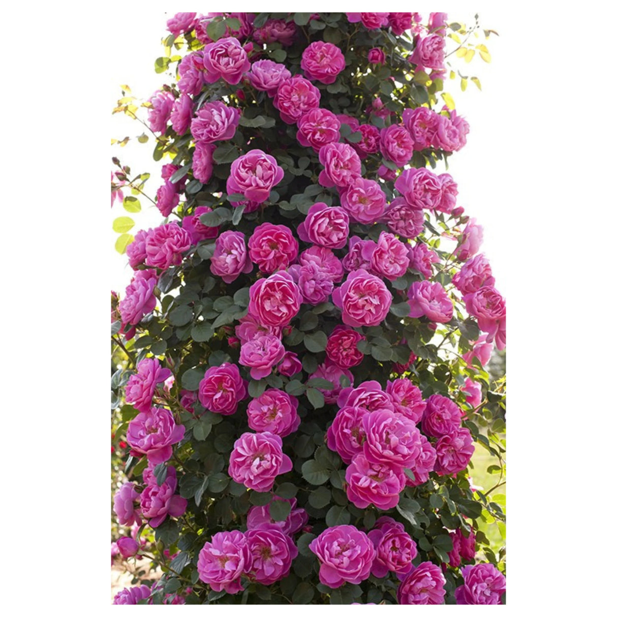 trandafiri cataratori1688