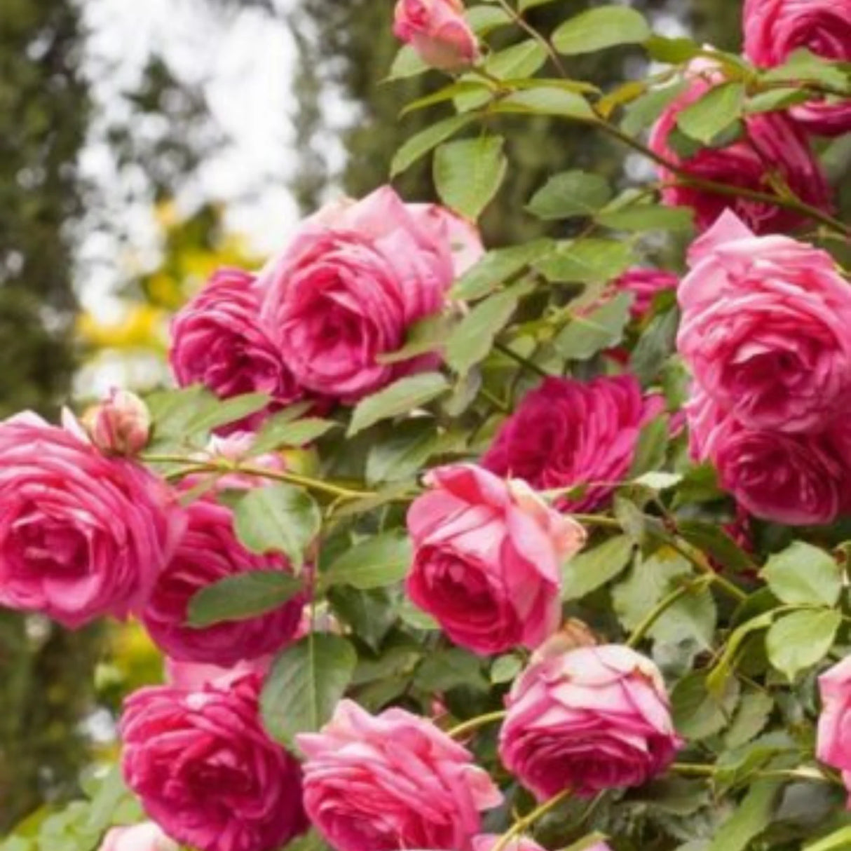 trandafiri cataratori1689