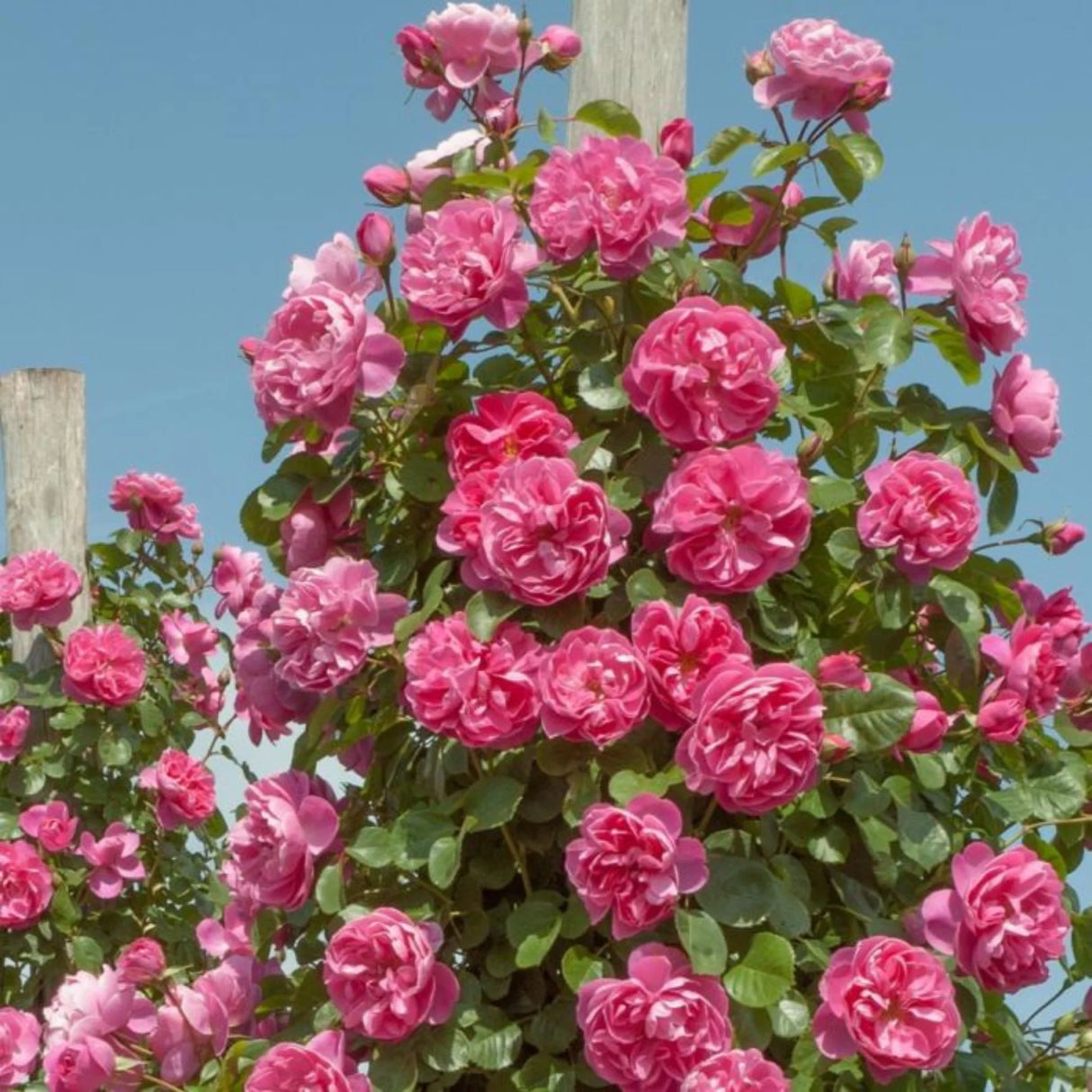 trandafiri cataratori1690