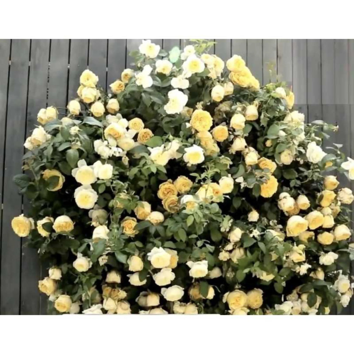 trandafiri cataratori1693