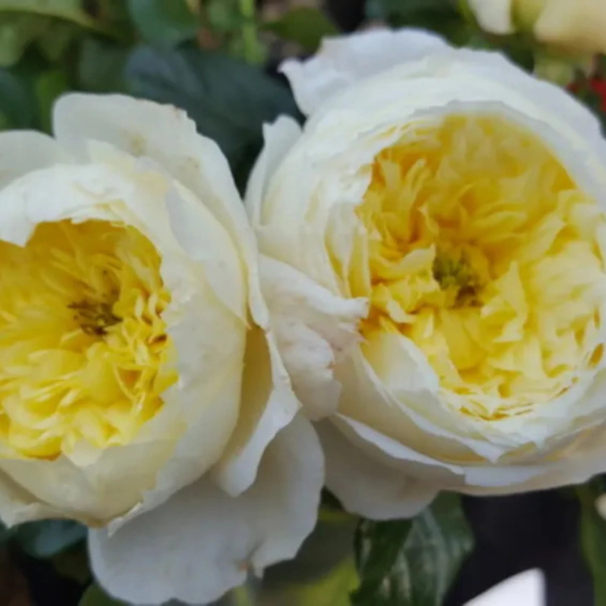 trandafiri cataratori1694