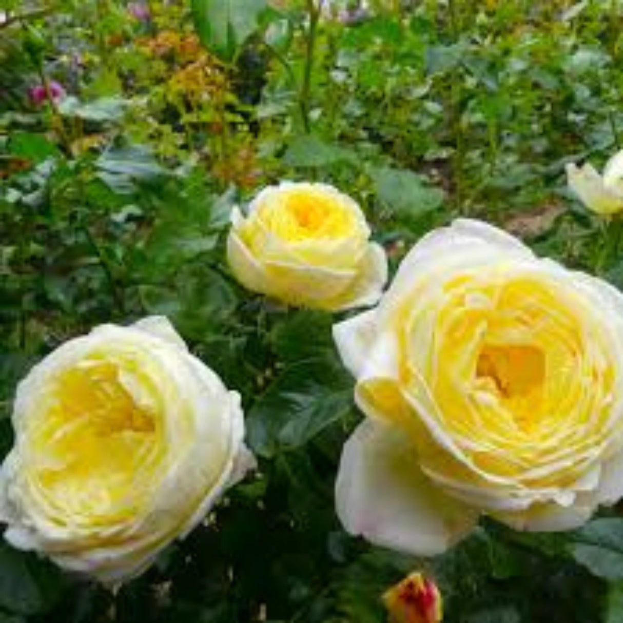 trandafiri cataratori1695