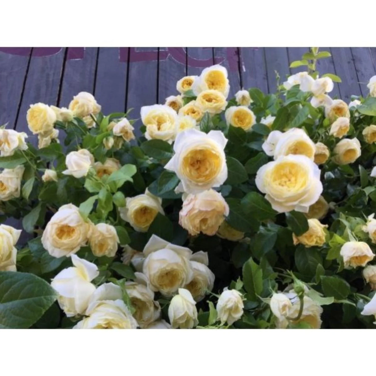 trandafiri cataratori1696