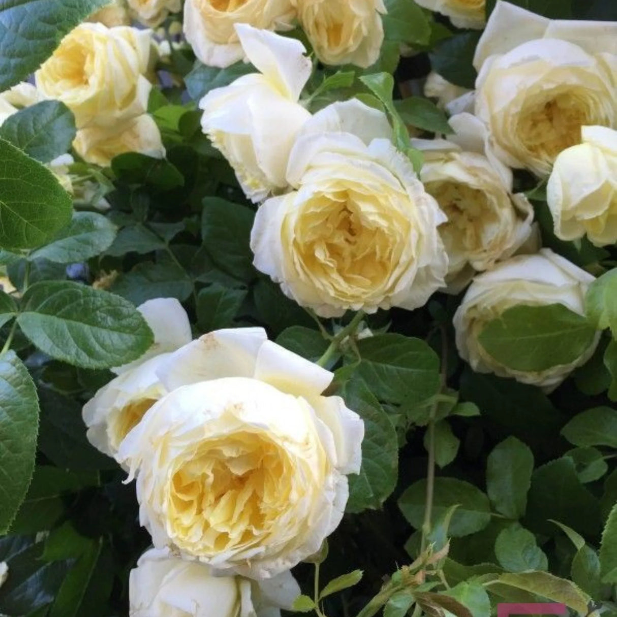 trandafiri cataratori1699