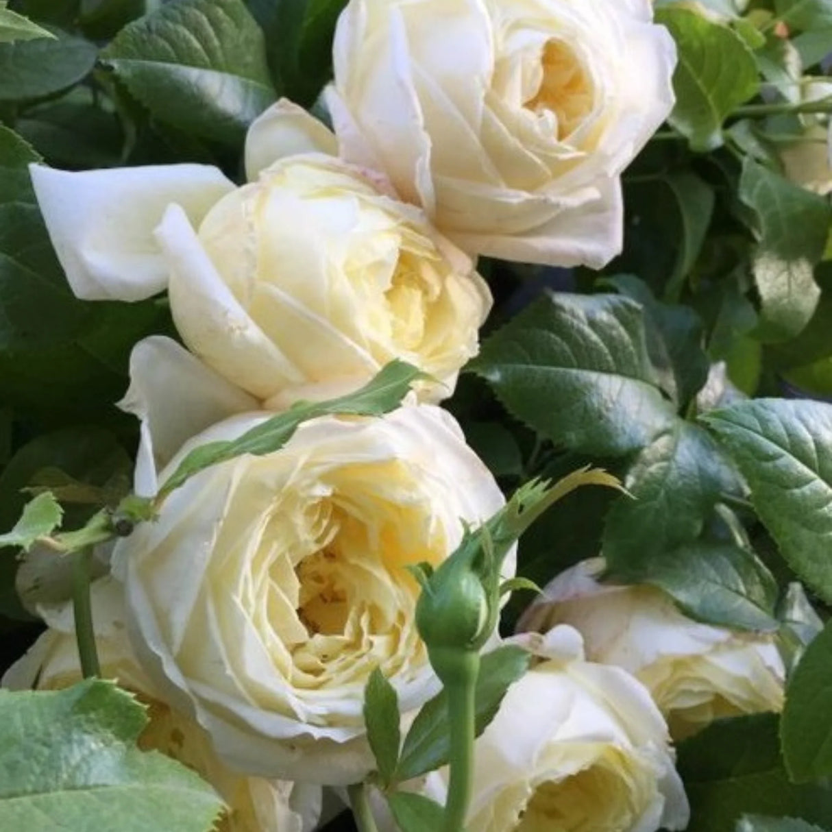 trandafiri cataratori1800