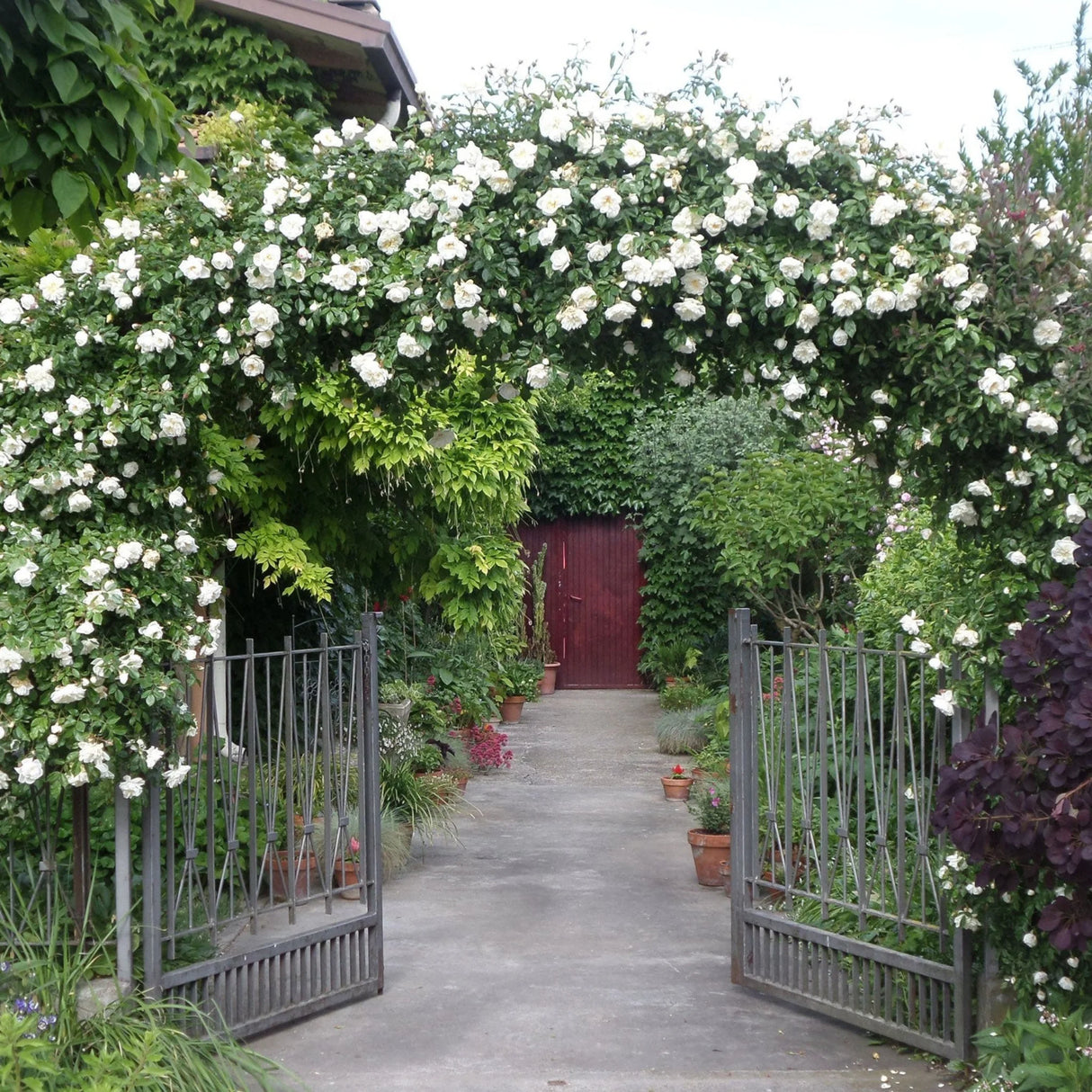 trandafiri cataratori1801