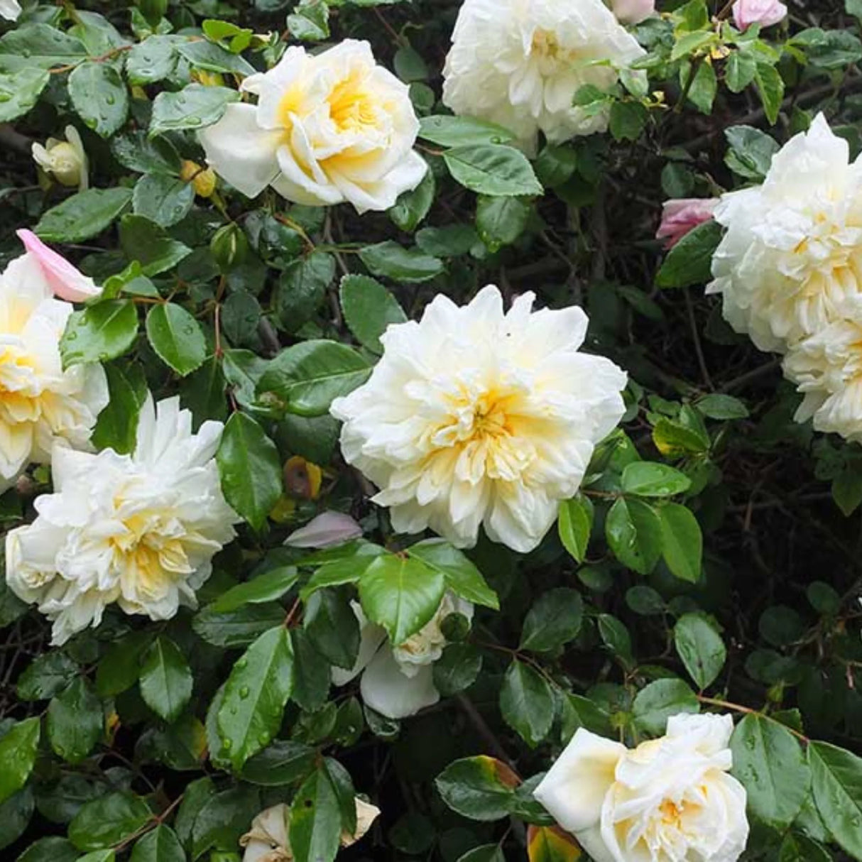 trandafiri cataratori1802