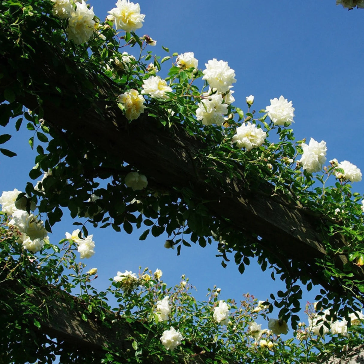 trandafiri cataratori1803