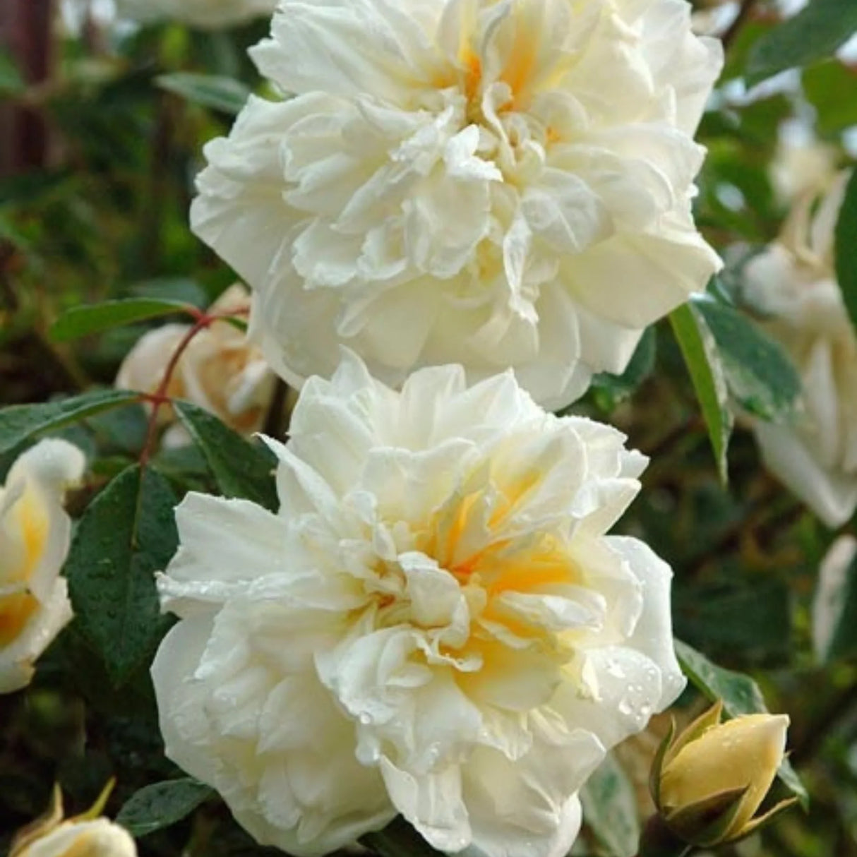 trandafiri cataratori1804