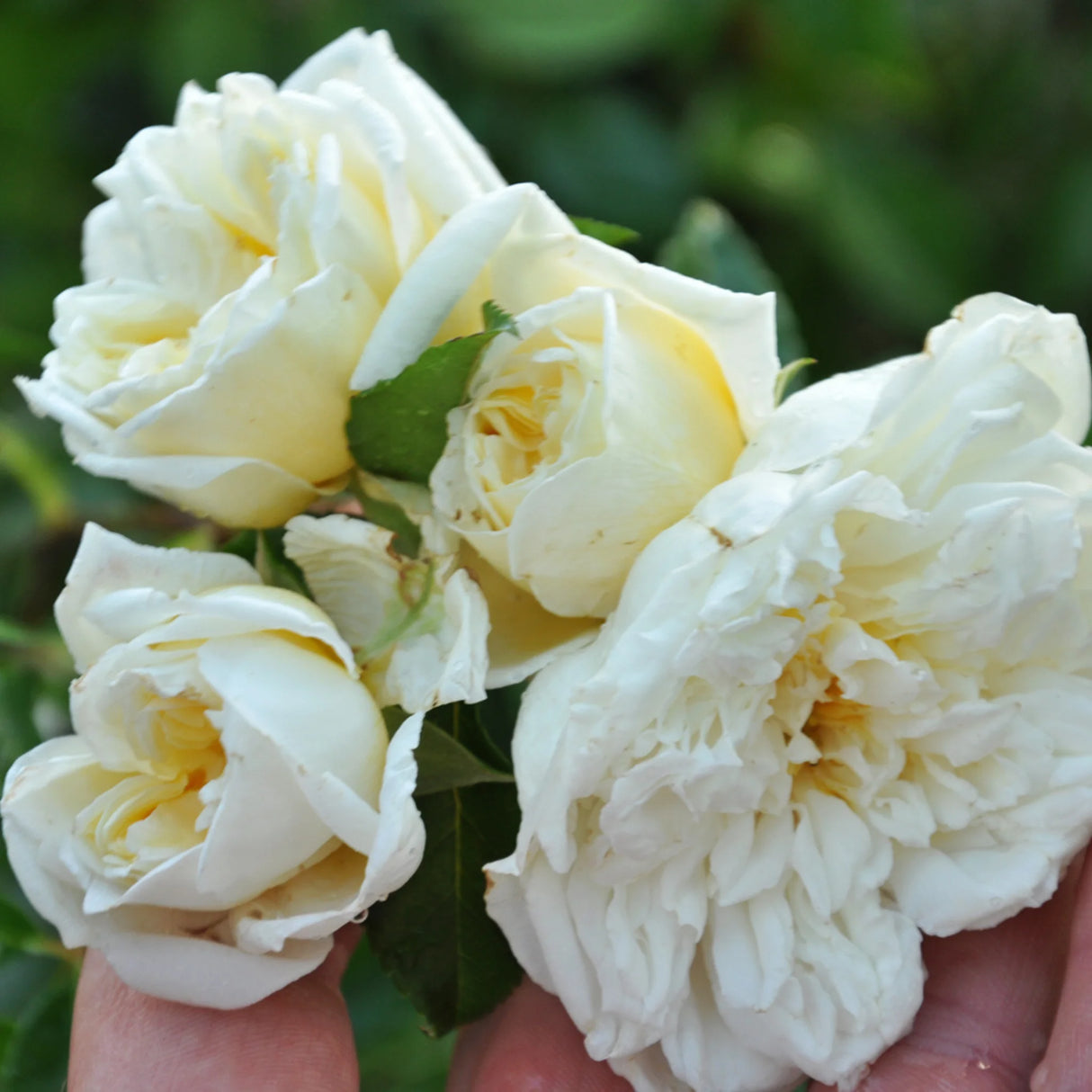 trandafiri cataratori1806