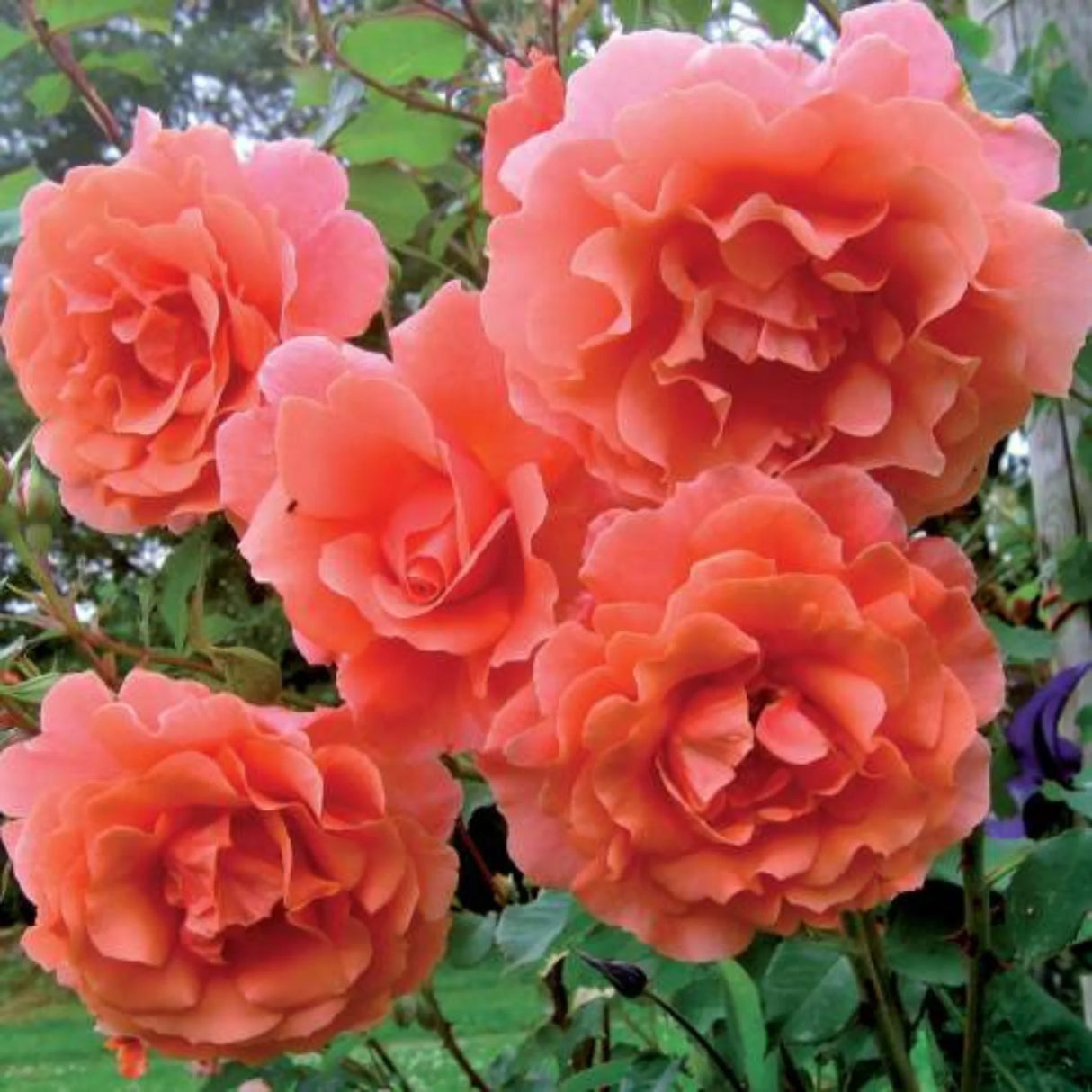 trandafiri cataratori1808