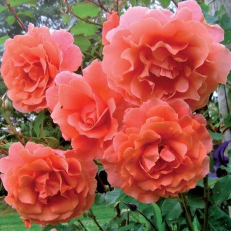 trandafiri cataratori1808