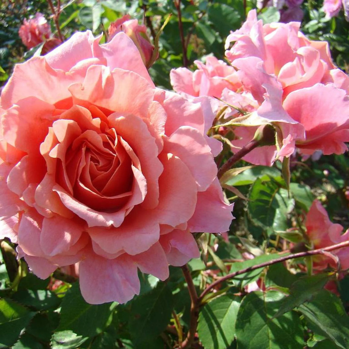 trandafiri cataratori1809