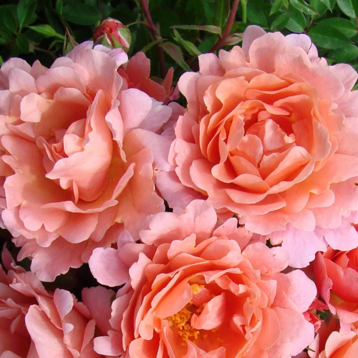 trandafiri cataratori1810