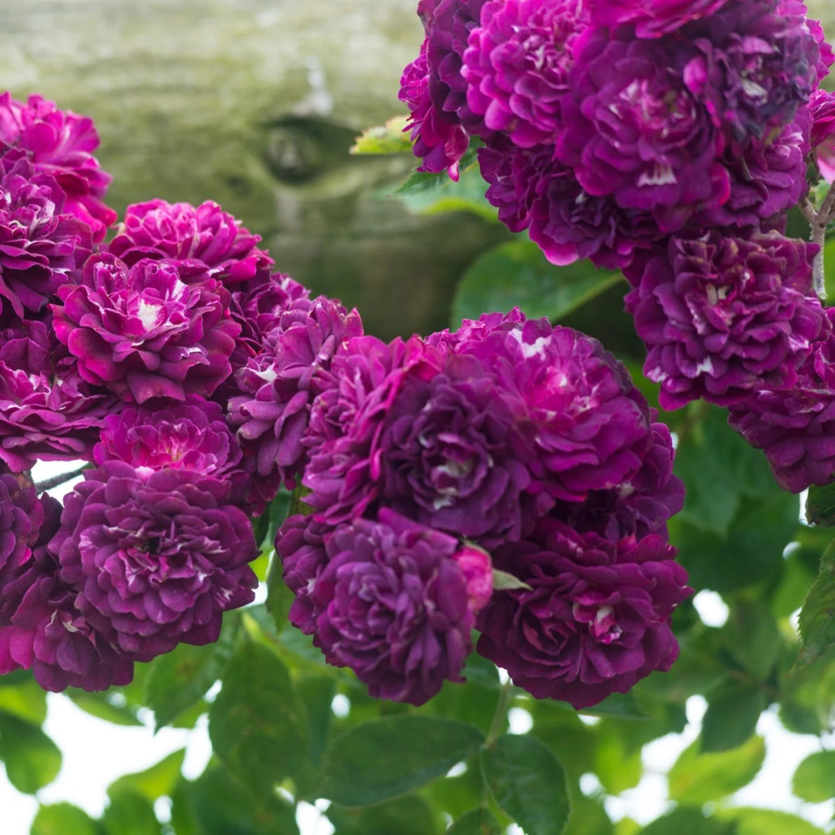 trandafiri cataratori1813