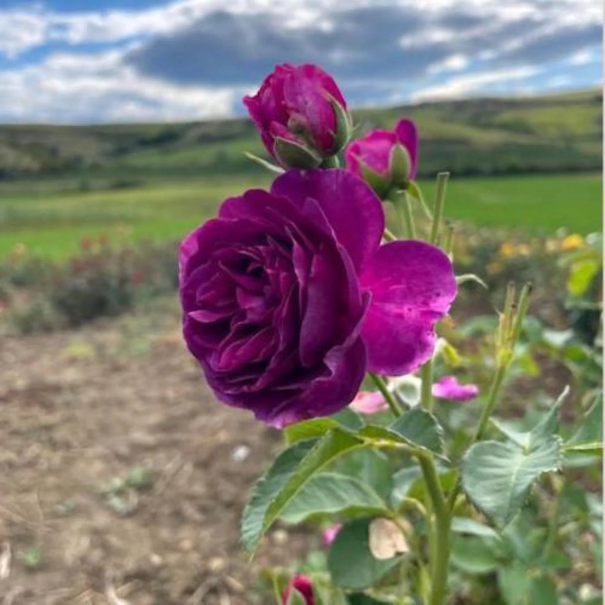 trandafiri cataratori1814