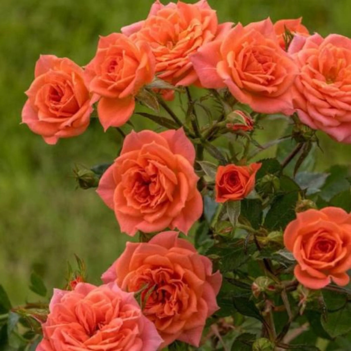 trandafiri cataratori1816