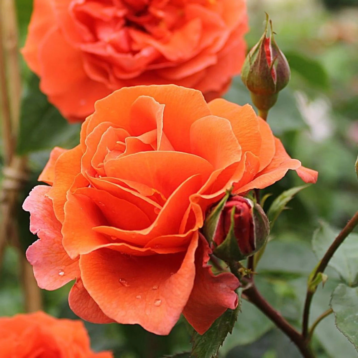 trandafiri cataratori1817