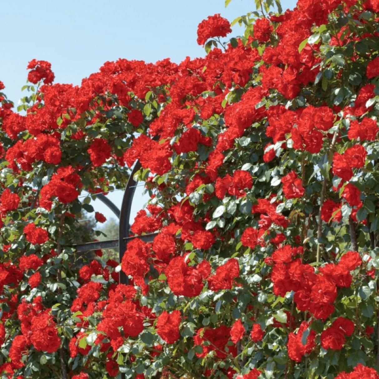 trandafiri cataratori1823