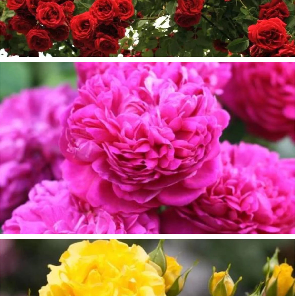 trandafiri cataratori1830