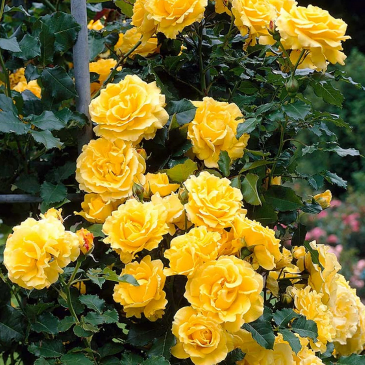 trandafiri cataratori1920