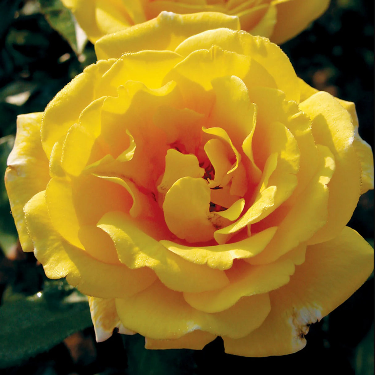 trandafiri cataratori1921