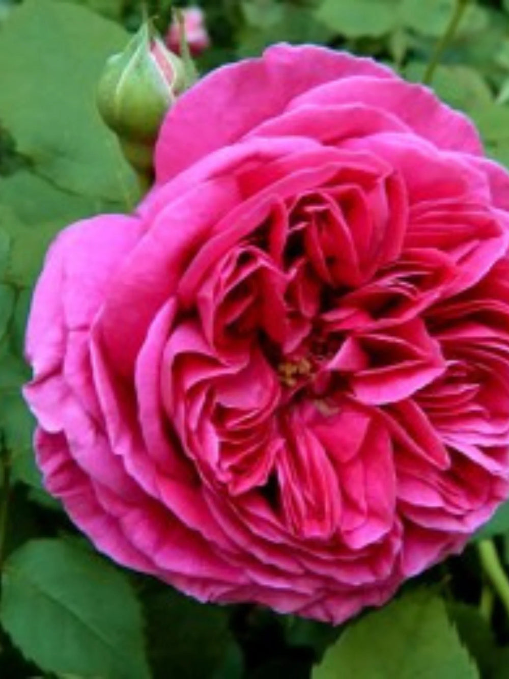 trandafiri cataratori1925