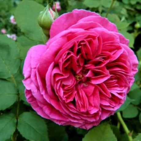 trandafiri cataratori1925