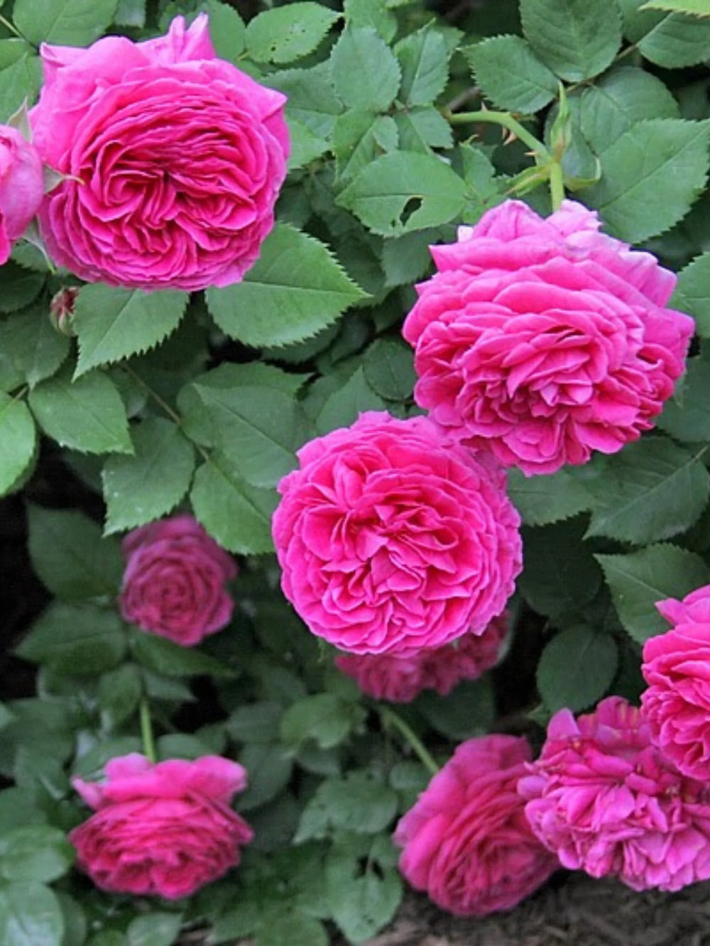 trandafiri cataratori1926