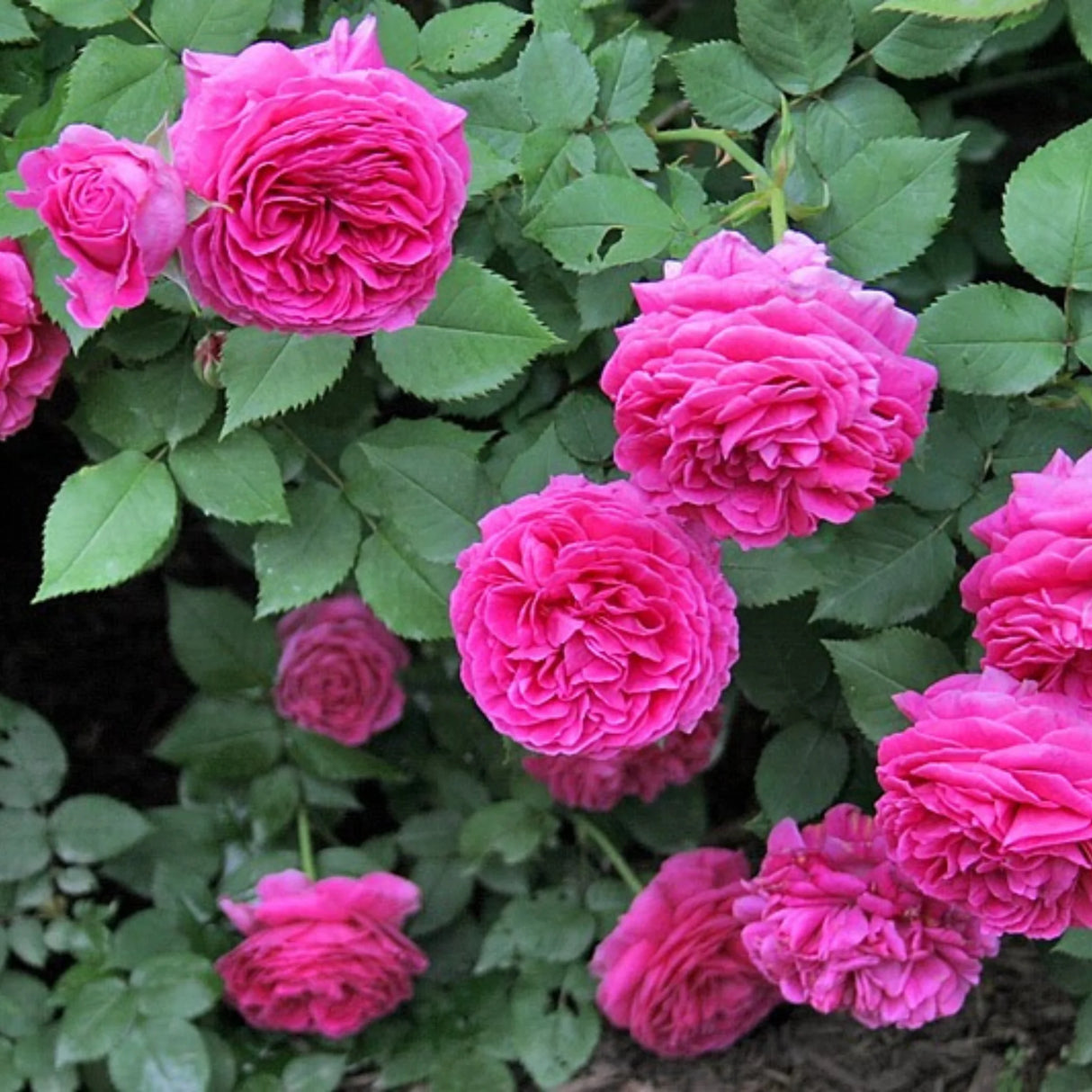 trandafiri cataratori1926