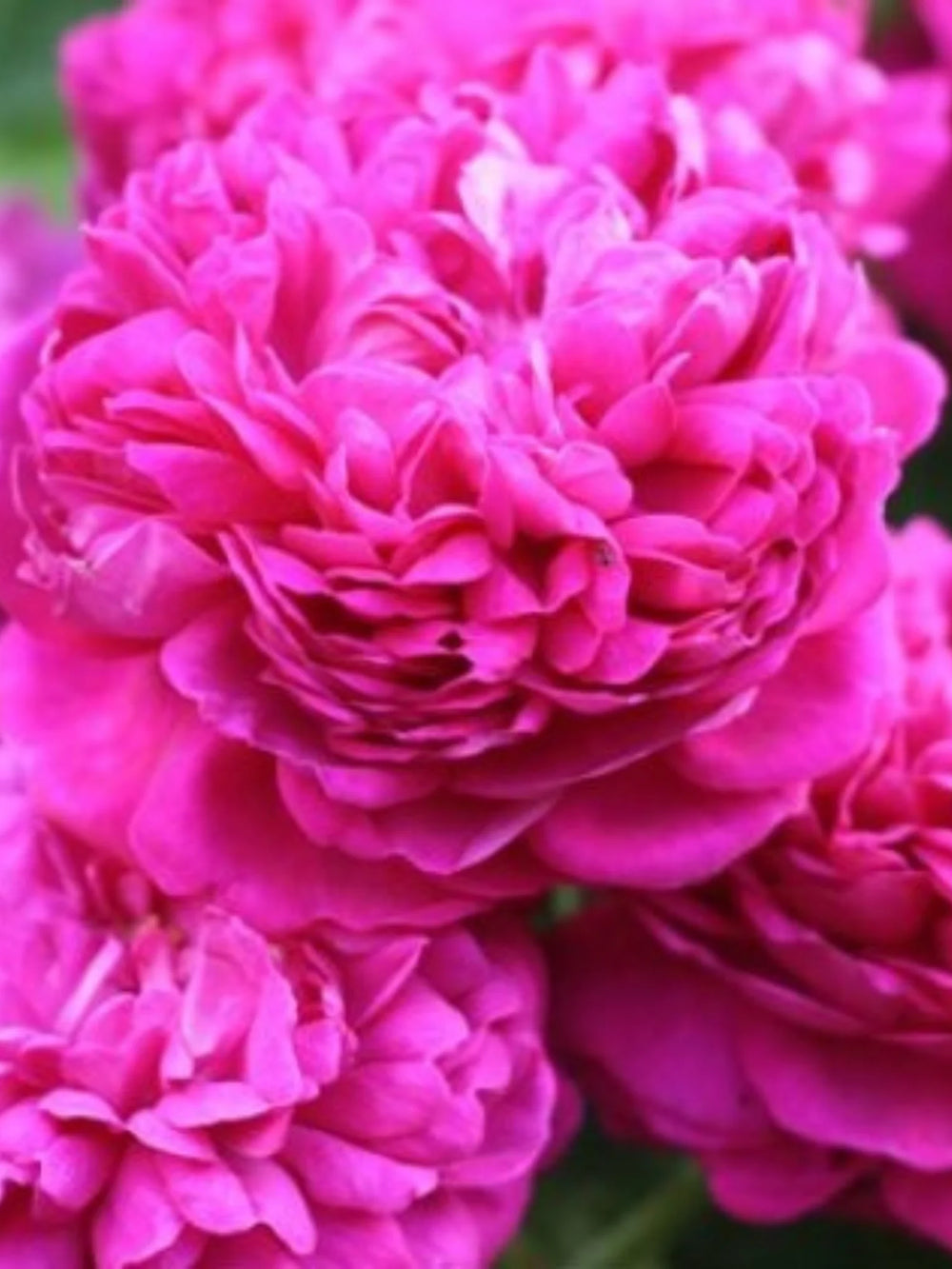 trandafiri cataratori1927