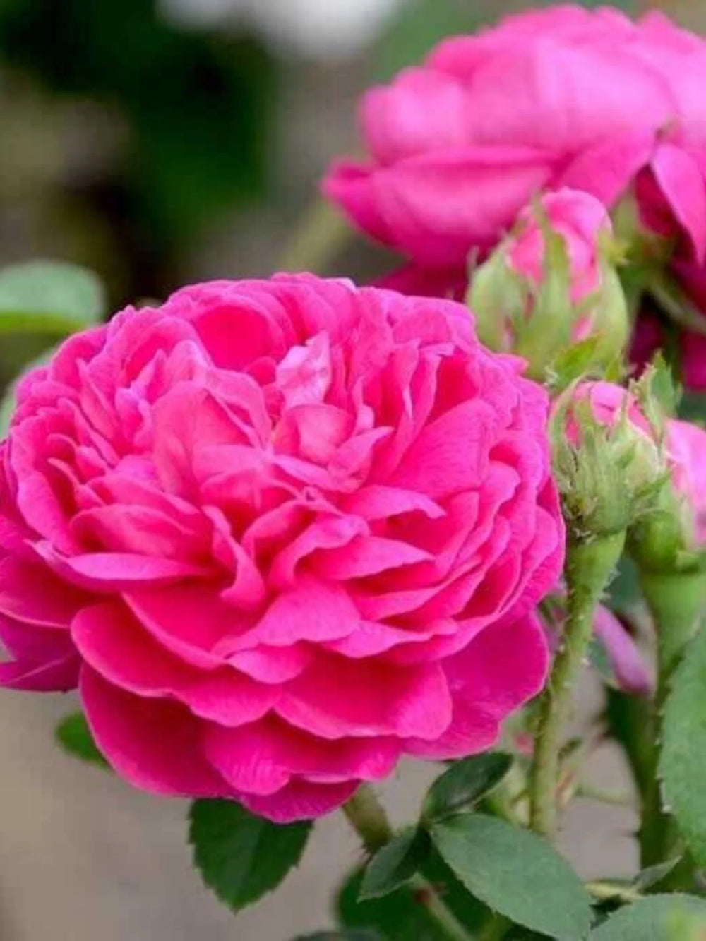 trandafiri cataratori1928