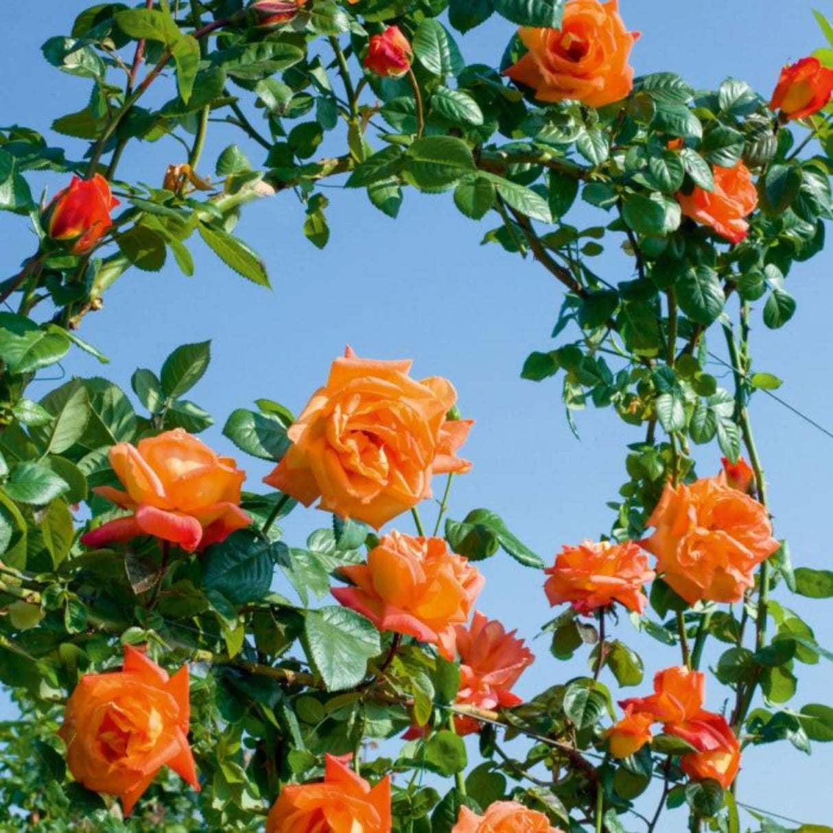 trandafiri cataratori 1789