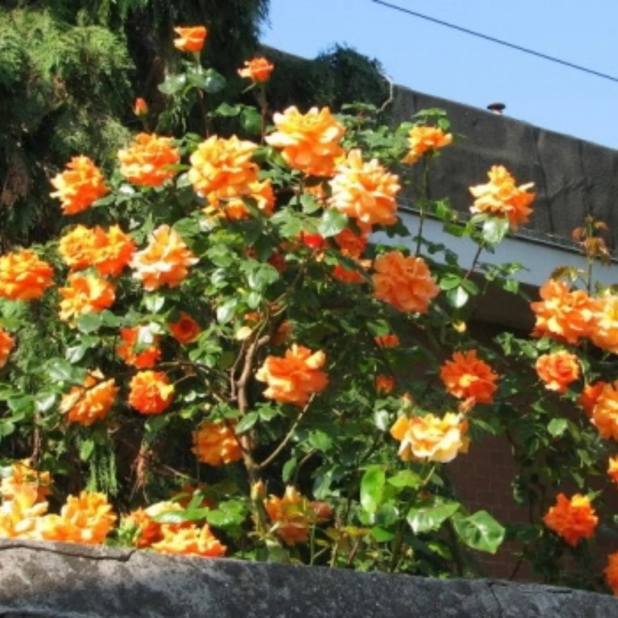 trandafiri cataratori 1790