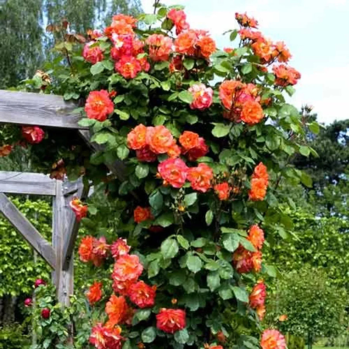 trandafiri cataratori 1792