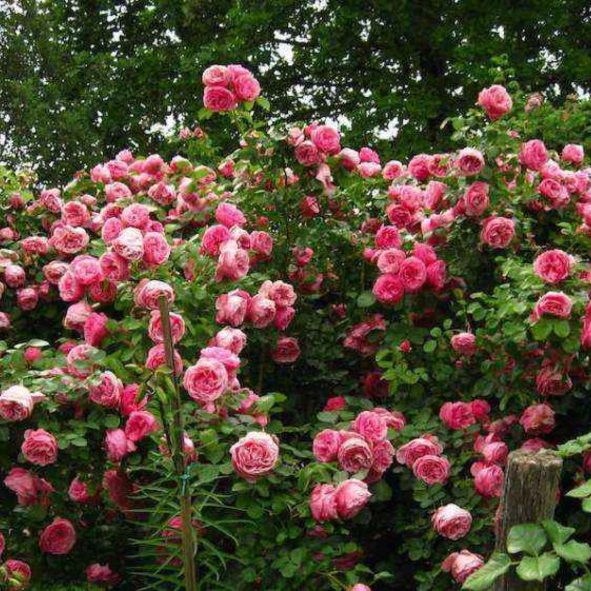 trandafiri cataratori 1798