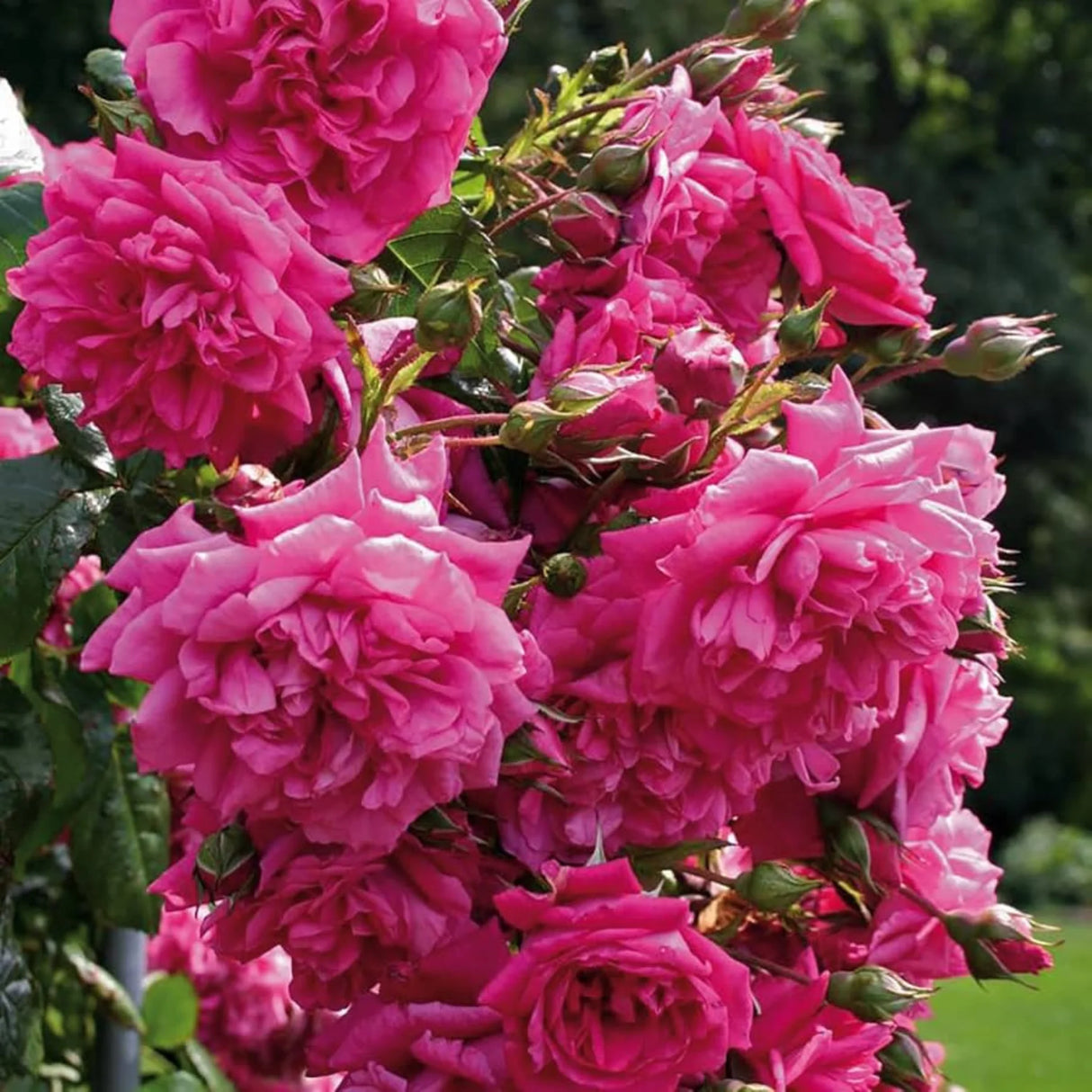 trandafiri cataratori 1803