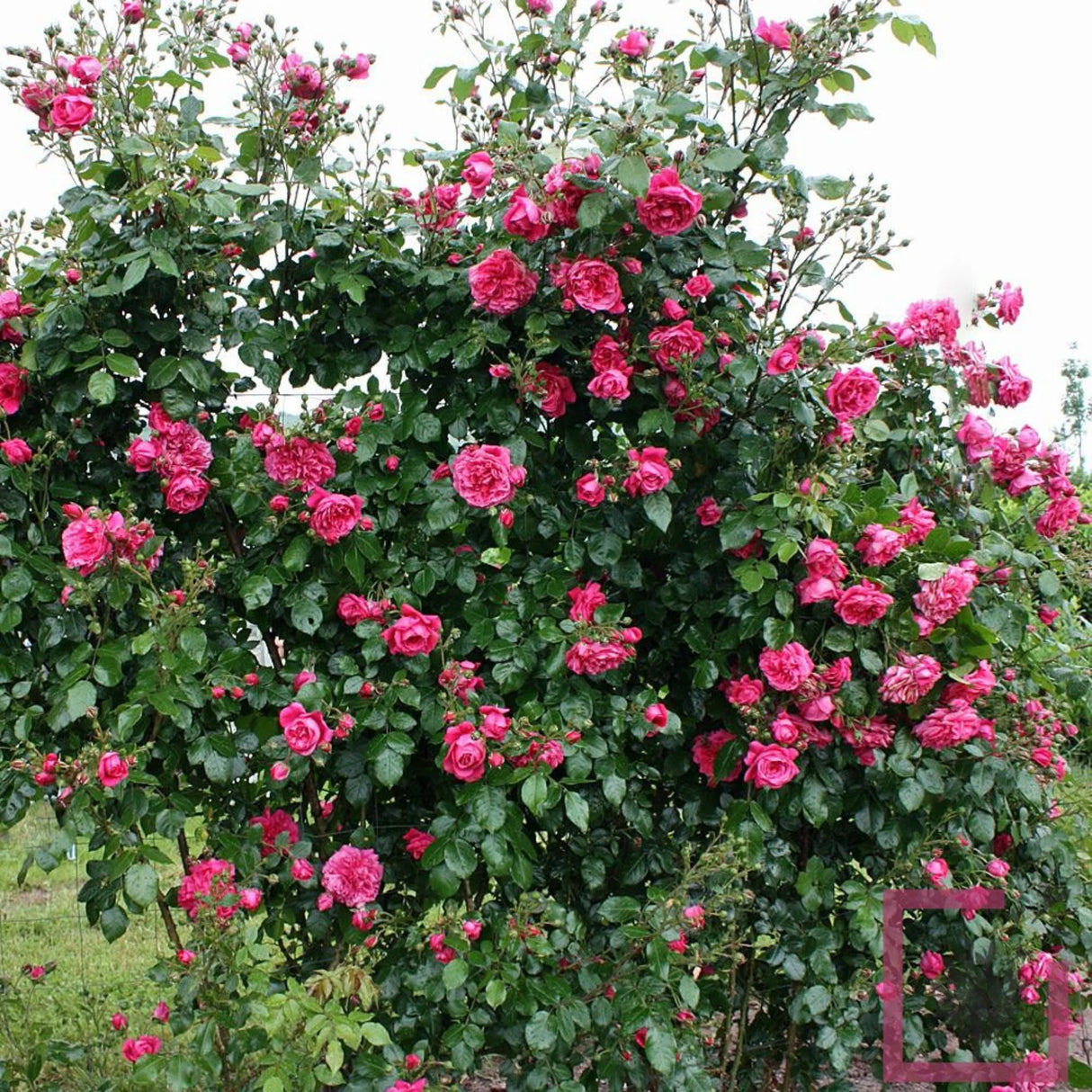 trandafiri cataratori 1804