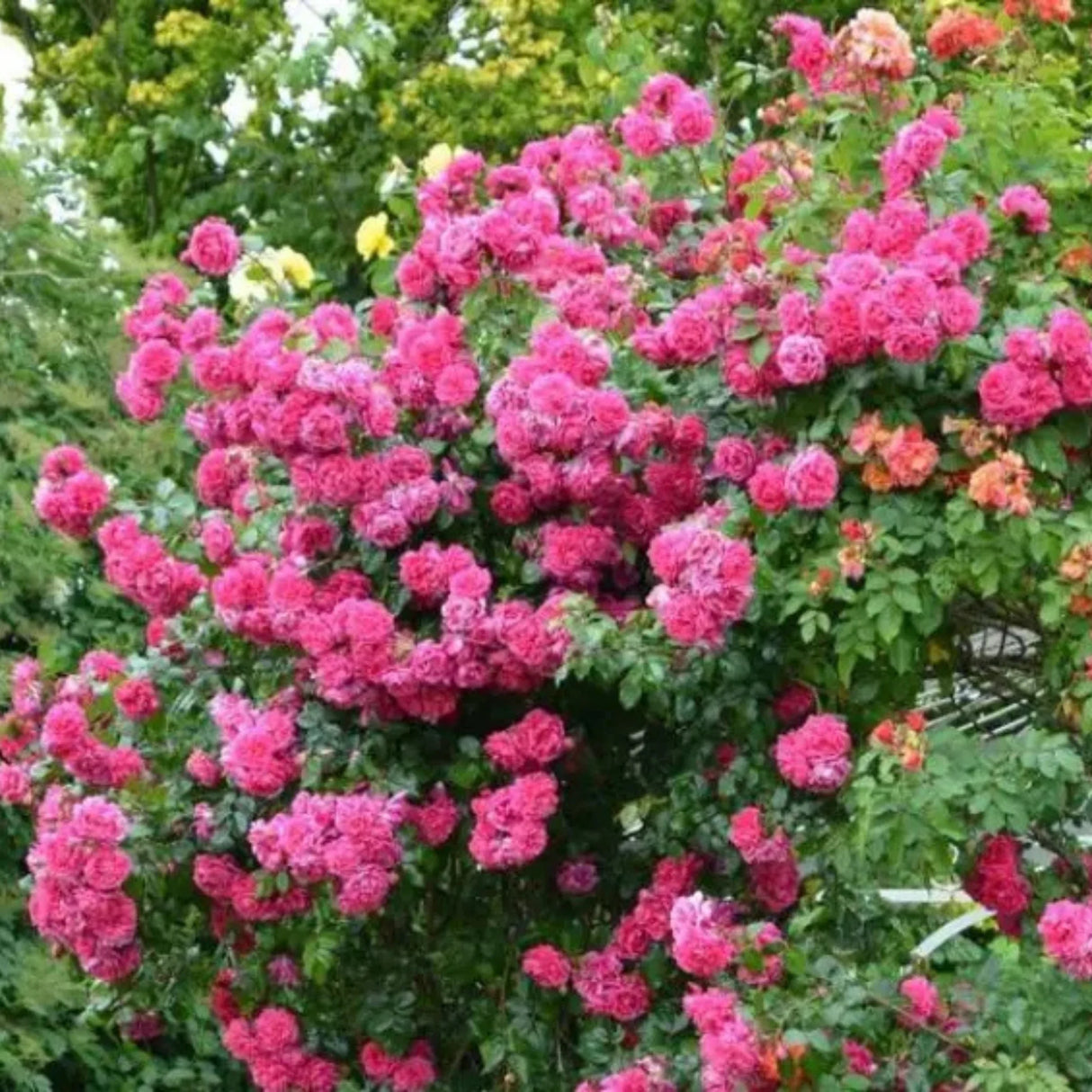 trandafiri cataratori 1805