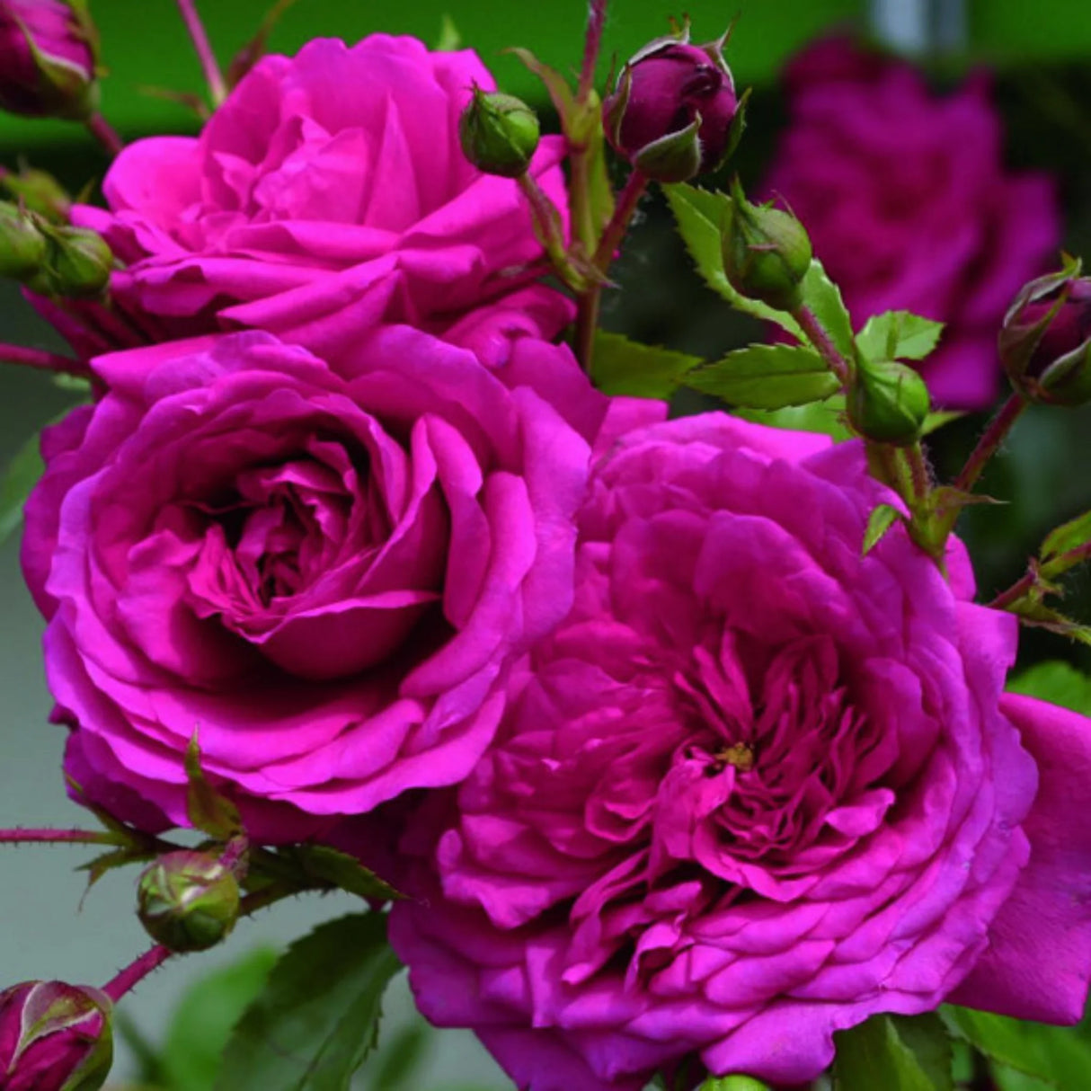 trandafiri cataratori 1806