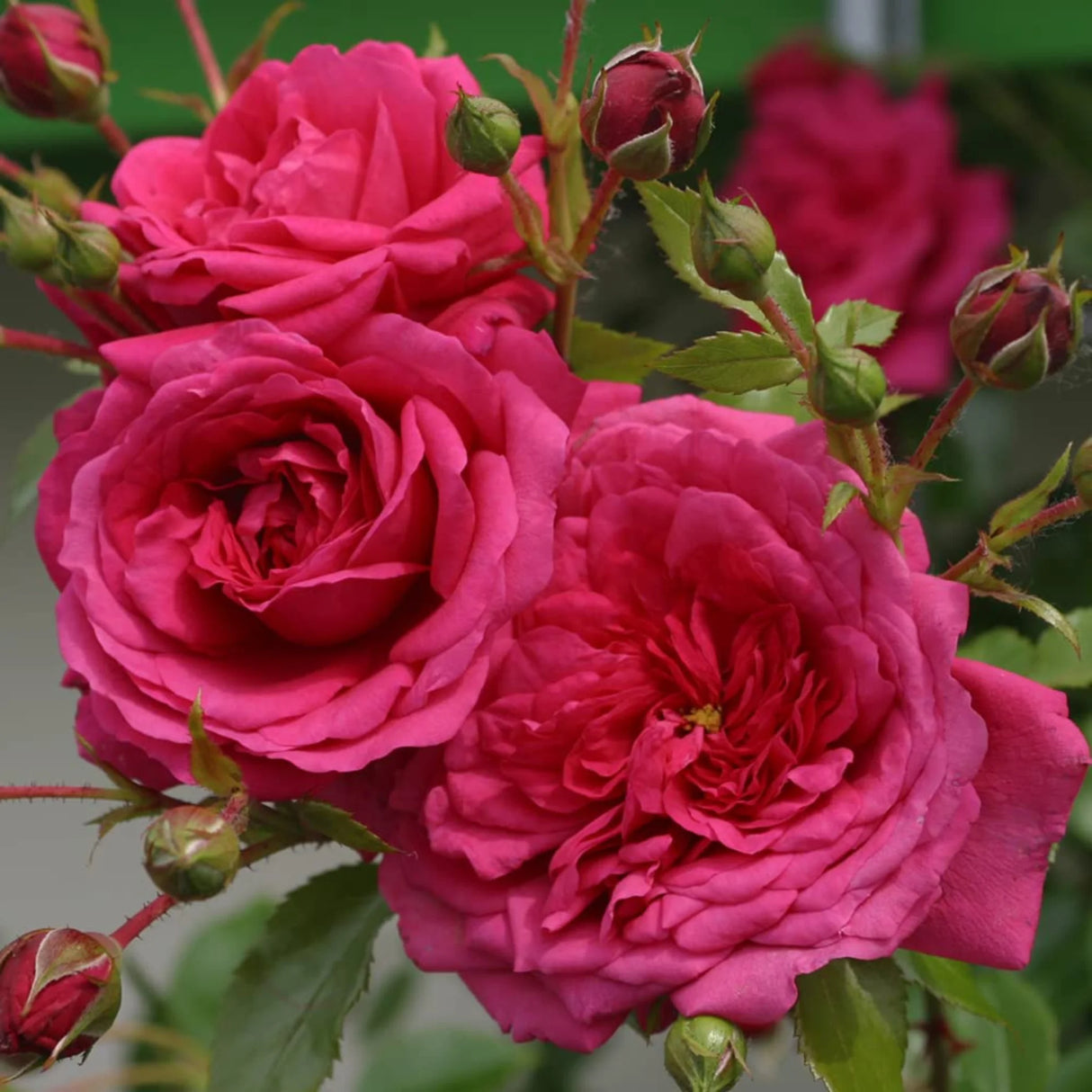 trandafiri cataratori 1807