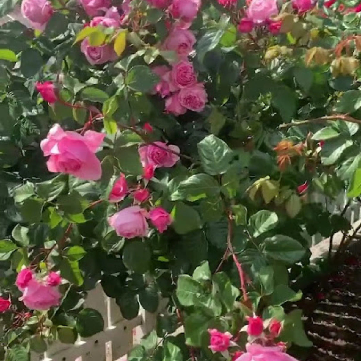 trandafiri cataratori 1813